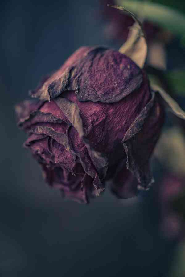 A photograph of a purple rose, dried after dying