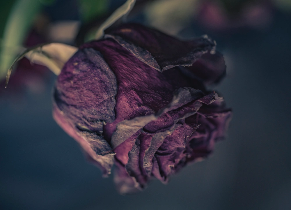 A dead rose, photographed closely in narrow focus