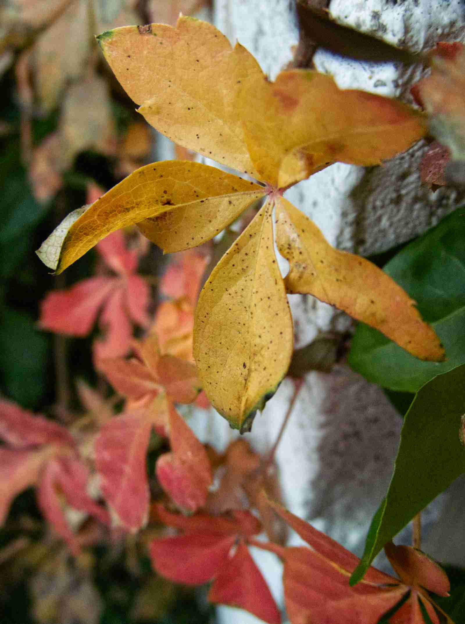 A macro shot of wild grape vine leaves in autumn colors